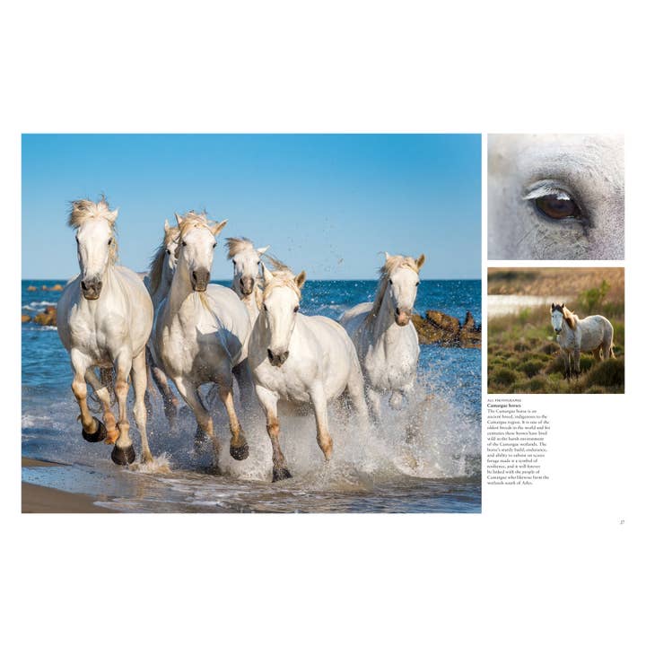 Union Square & Co. - Wholesale Book - Adult - Wild Horses by Tom Jackson
