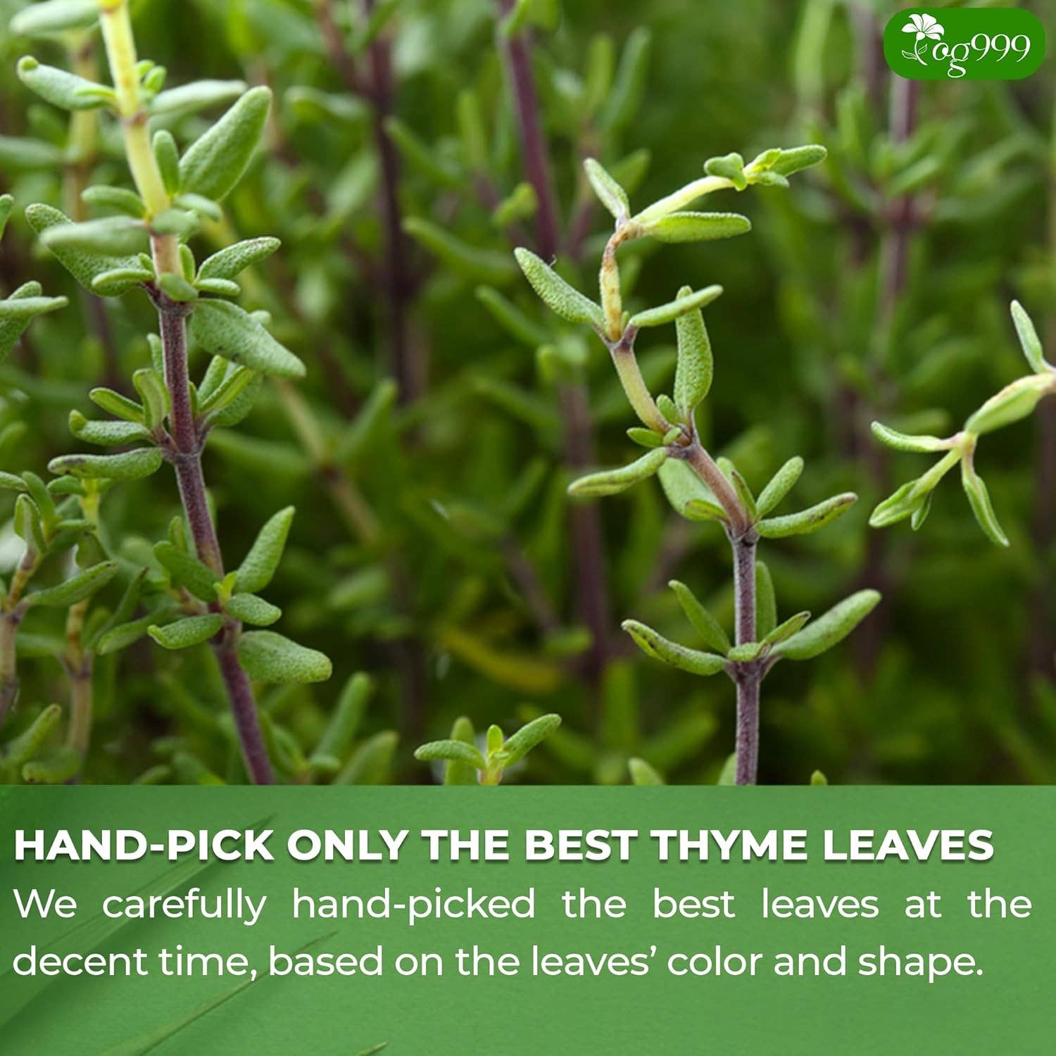 Naomi's Happy Place Shop - Wholesale Tea Bags - Premium 40 Thyme Leaf Tea Bags, 100% Natural & Pure, Loose Leaf Herbal Tea.5