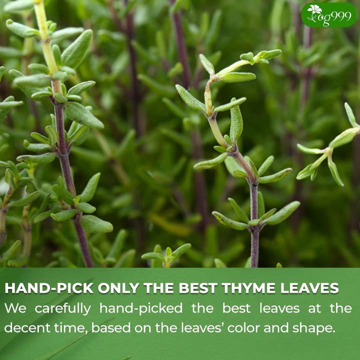 Naomi's Happy Place Shop - Wholesale Tea Bags - Premium 40 Thyme Leaf Tea Bags, 100% Natural & Pure, Loose Leaf Herbal Tea.5