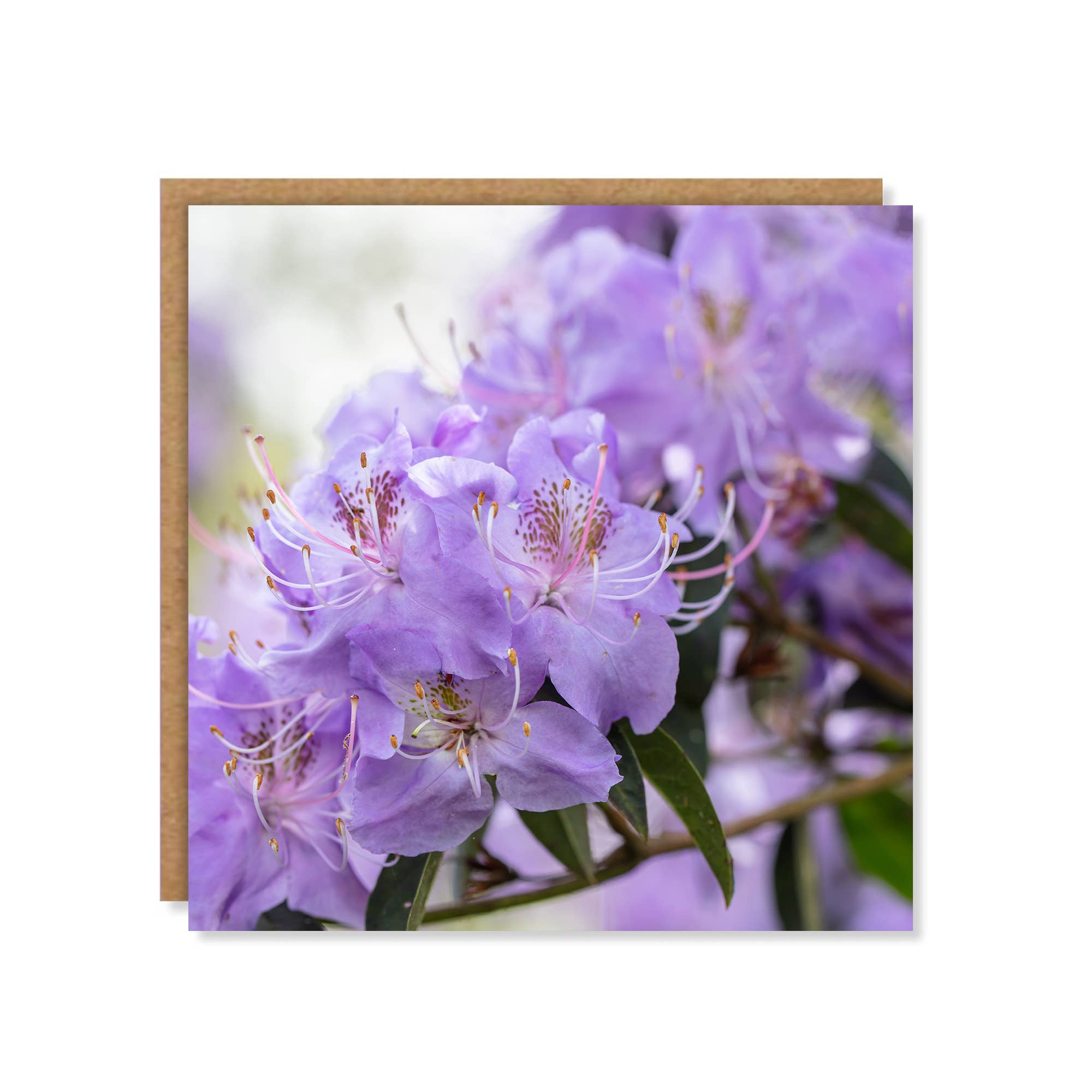 Marina Walker - Wholesale Everyday Greeting Card - Floral Rhododendron Greeting Card