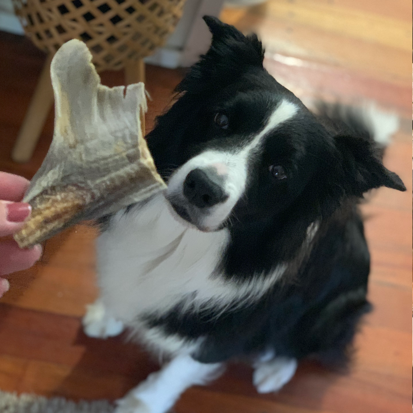 Rover Pet Products - Wholesale Pet Treats - Dog - Blade Runner - Shark Blade5