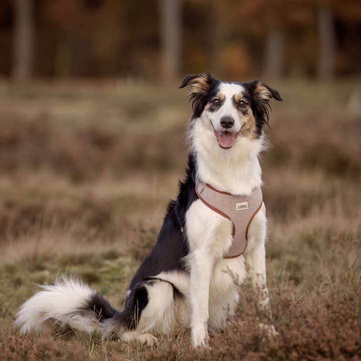 Herbst-Chic-Geschirr für den Großhandel von I-Dogs