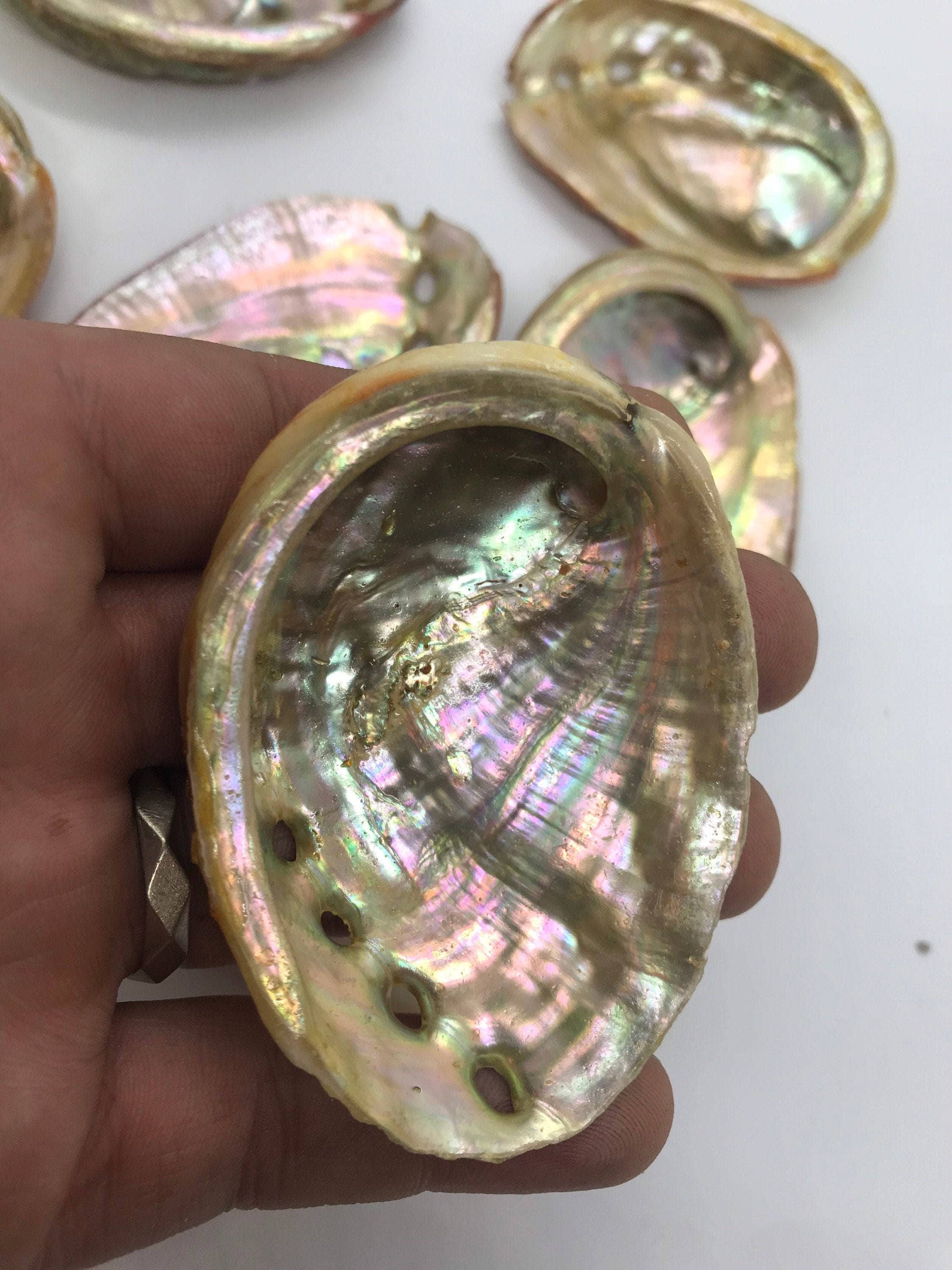 CaNatureLover - Wholesale Incense Holder - Abalone Sea Shell 3" - 3.5" - For Smudging, Burning Sage Sticks, Incense, Crafts, Display etc6