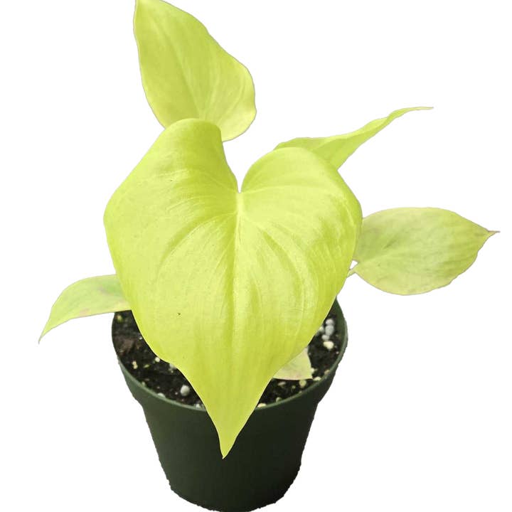 Philodendron Warscewiczii 4 inch Grower Pot for wholesale by Arcadia Garden Products
