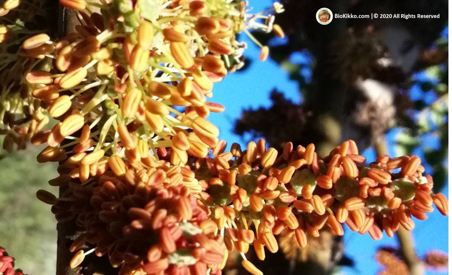 Biokikko Farmhouse - Wholesale Nuts - Selected carobs - I Cat. 2 Kg | Harvest 20254