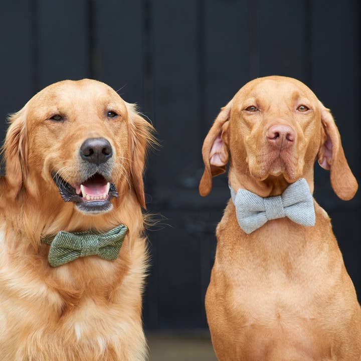 Sweet William Designs - Wholesale Pet Bow Tie - Dog - Bow Tie - Green Tweed
