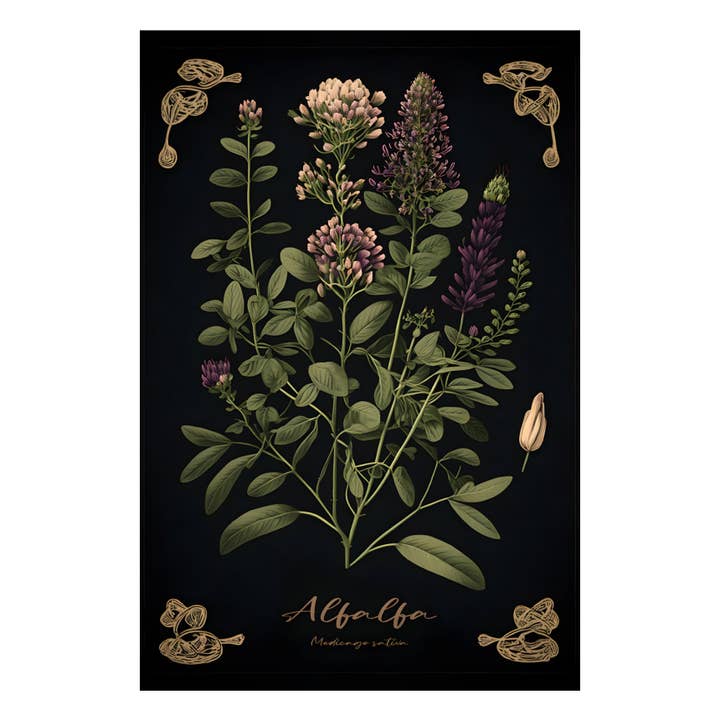 Print Pothecary - Wholesale Art Print - Dark Alfalfa Canvas Print - Herbal Art for Home or Office - Apothecary Decor4