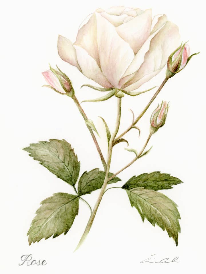 Rose for wholesale by Artwork by Aine