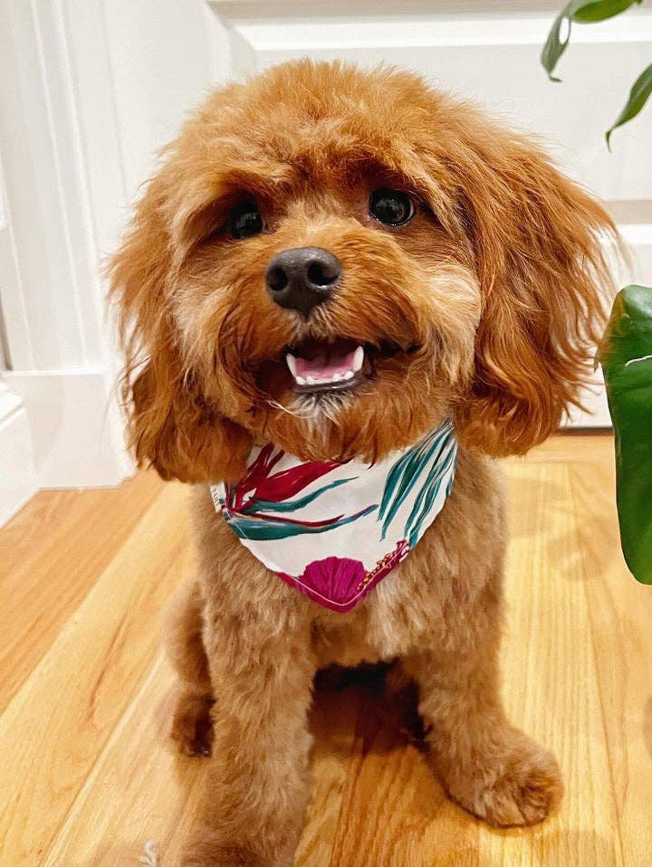 Chow Fun Pet Co – wholesale Bandana - Hund – It’s Aloha Friday! Hawaiianskt bandana med Stillahavsinspirerat mönster3
