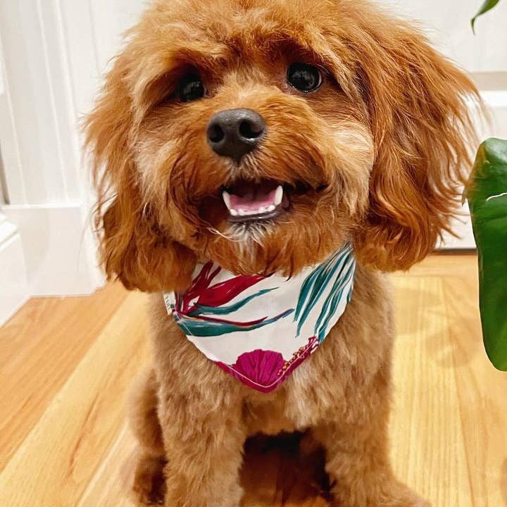 Chow Fun Pet Co – wholesale Bandana - Hund – It’s Aloha Friday! Hawaiianskt bandana med Stillahavsinspirerat mönster3