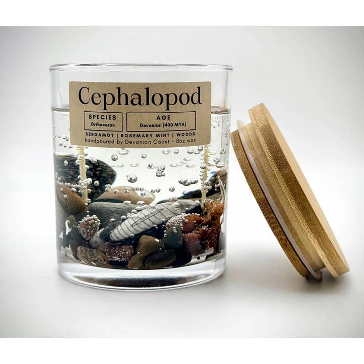 Cephalopod Fossil Gel Candle – Large 8oz Wax for wholesale by Devonian Coast