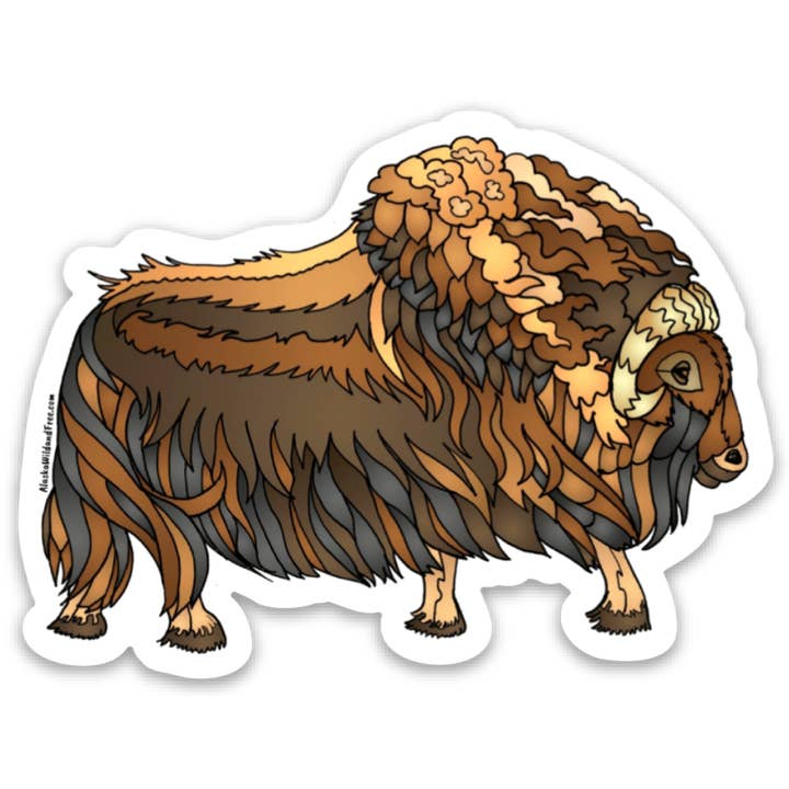 Muskox - Muskoxen voor wholesale door Alaska Wild & Free