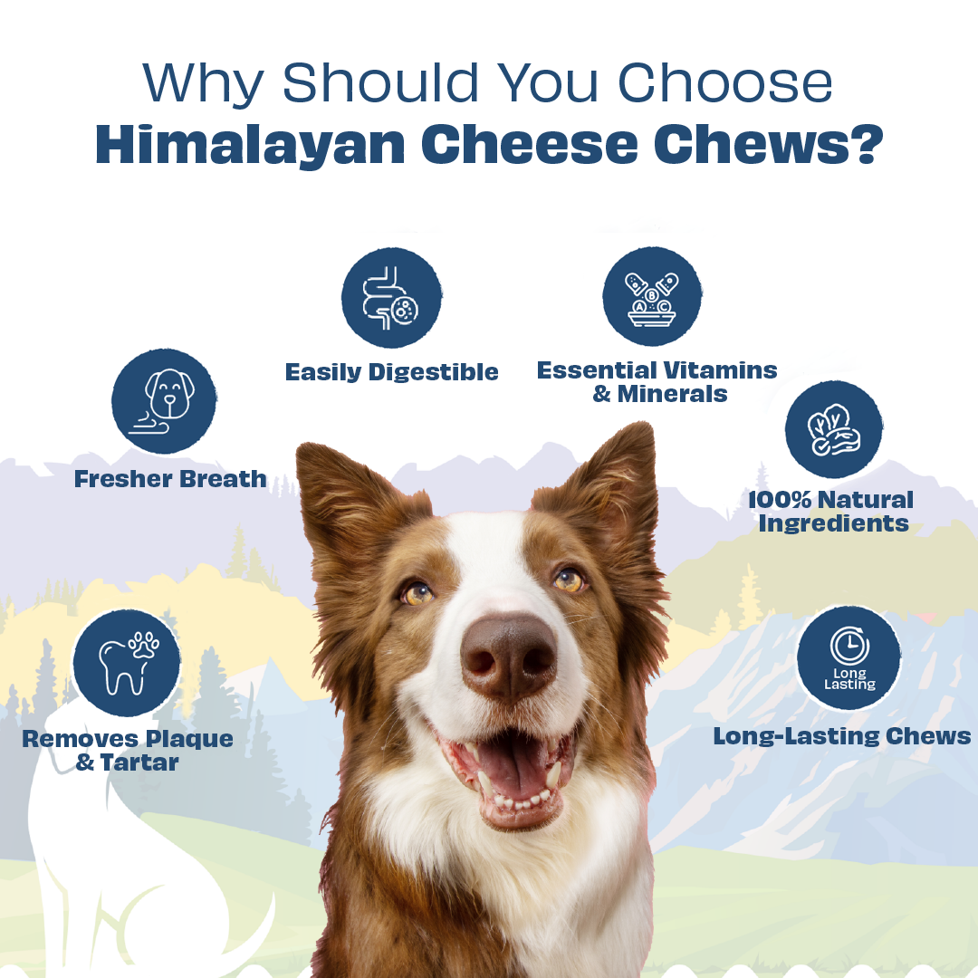Pawfect Foods - Wholesale Pet Treats - Dog - Pawfect Himalayan Cheese Chew for Medium Dogs | Variety Pack of 6 | Strawberry, Blueberry, Cranberry, Aloe, Turmeric, Mint |Grain-free, All Natural long-lasting dental chews(390g/13.76oz)3