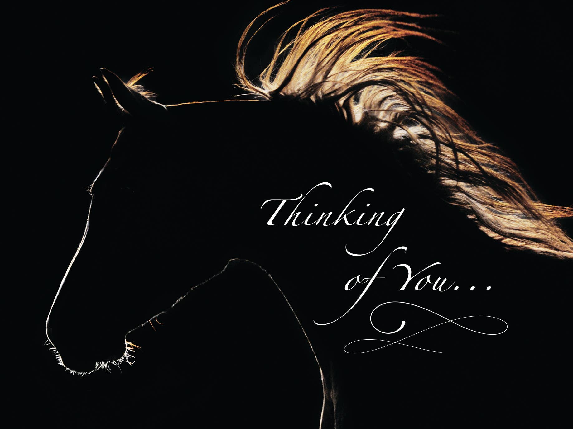 Horse Hollow Press - Wholesale Sympathy Card - Horse Sympathy Greeting Card / Thinking of you 6