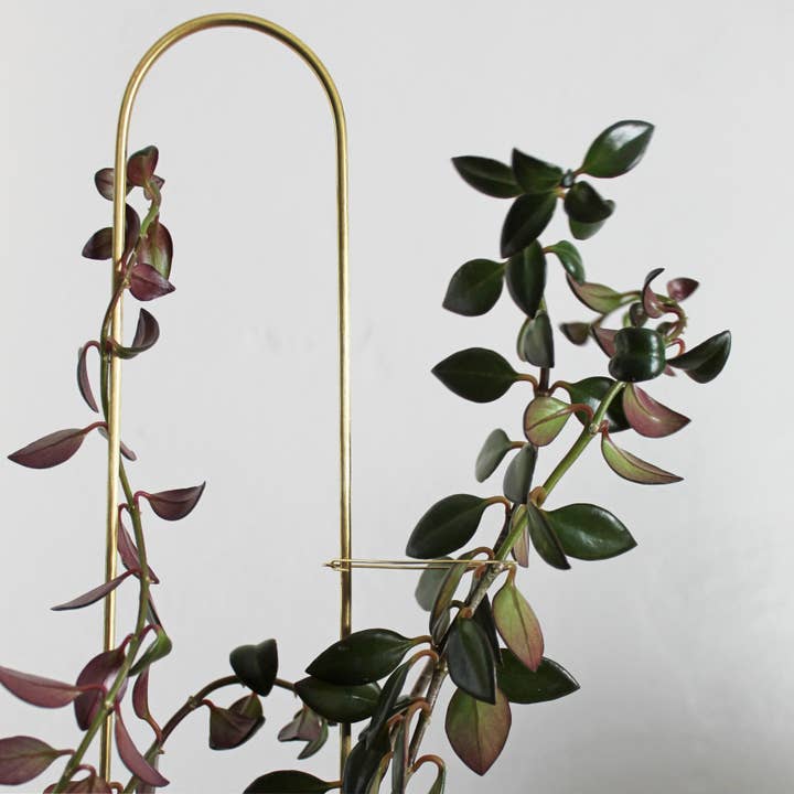 Andamio - Wholesale Plant Pot - Plant Pins Brass Houseplant Trellis Support - Assorted Sizes
