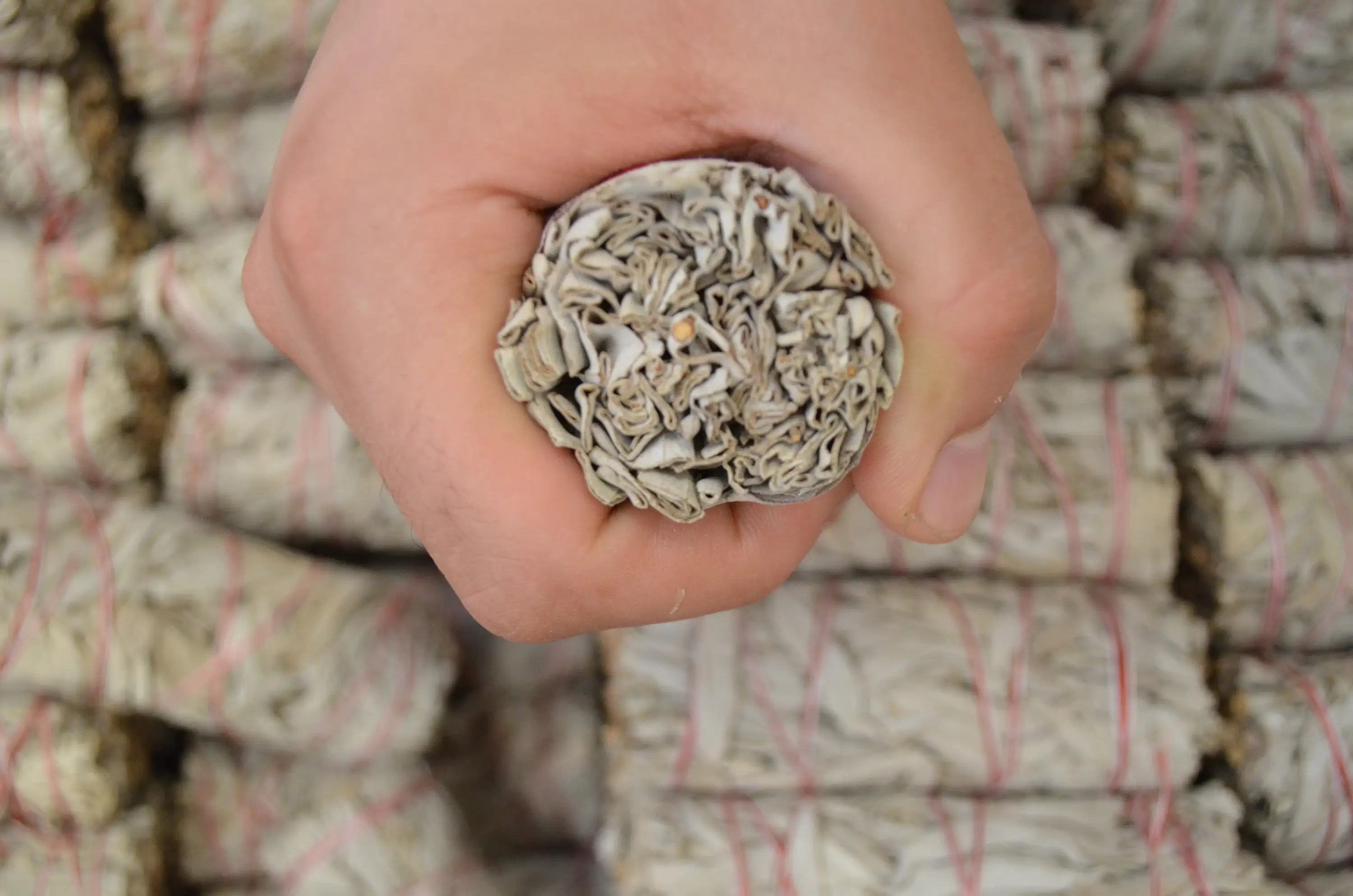 CaNatureLover - Wholesale Sage Bundle - ORGANIC White Sage 4 in long  25 pcs in a pack1