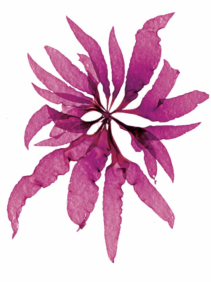 Seaweed Art Cartes de voeux 5x7 #14 pour la vente par Seaweed Artist