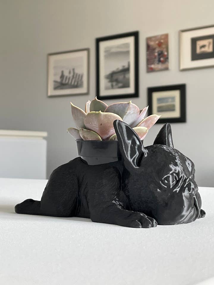 Jardinière bouledogue français avec plante succulente | Noir pour la vente par CALIDOG