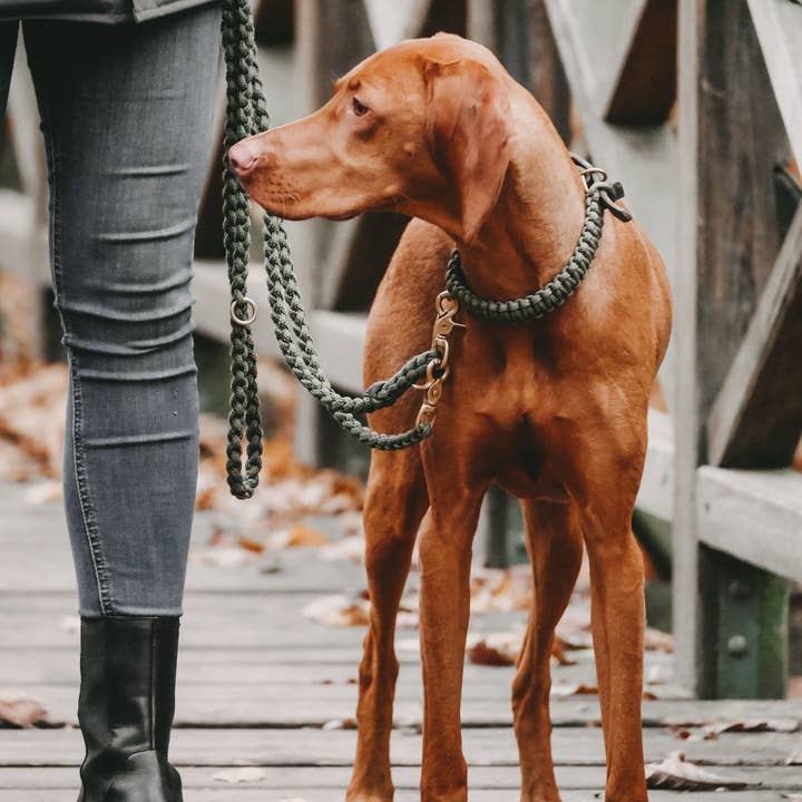 Laisse pour chien Maritime - Militaire pour la vente par Molly and Stitch