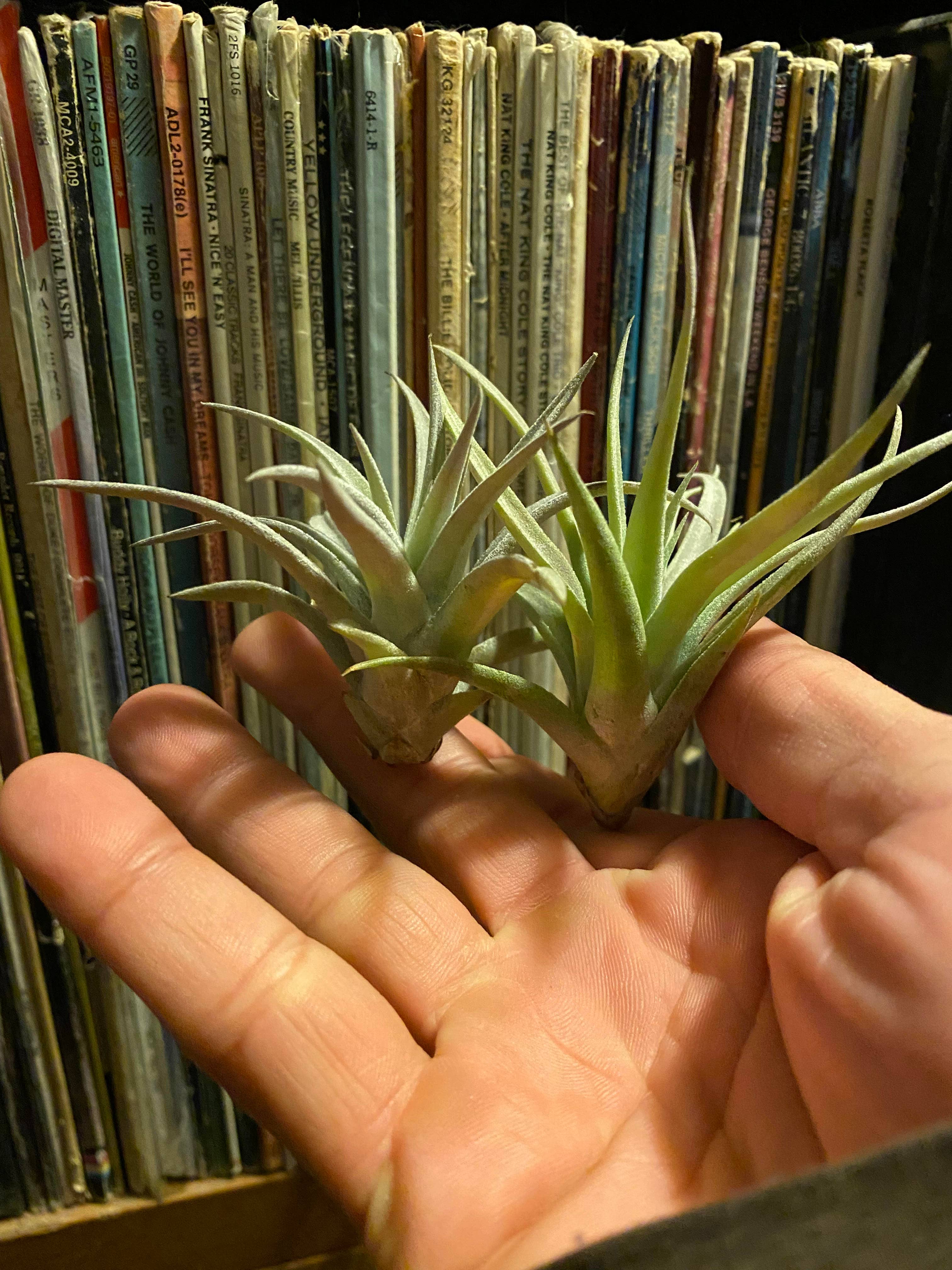 The Cactus Bros - Wholesale Live Plant - Tillandsia harrisii 2