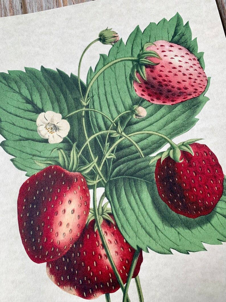 Magnifique Hearts - Wholesale Art Print - Vintage Style Strawberries Art Prints, Wall Decor, 2 Designs8