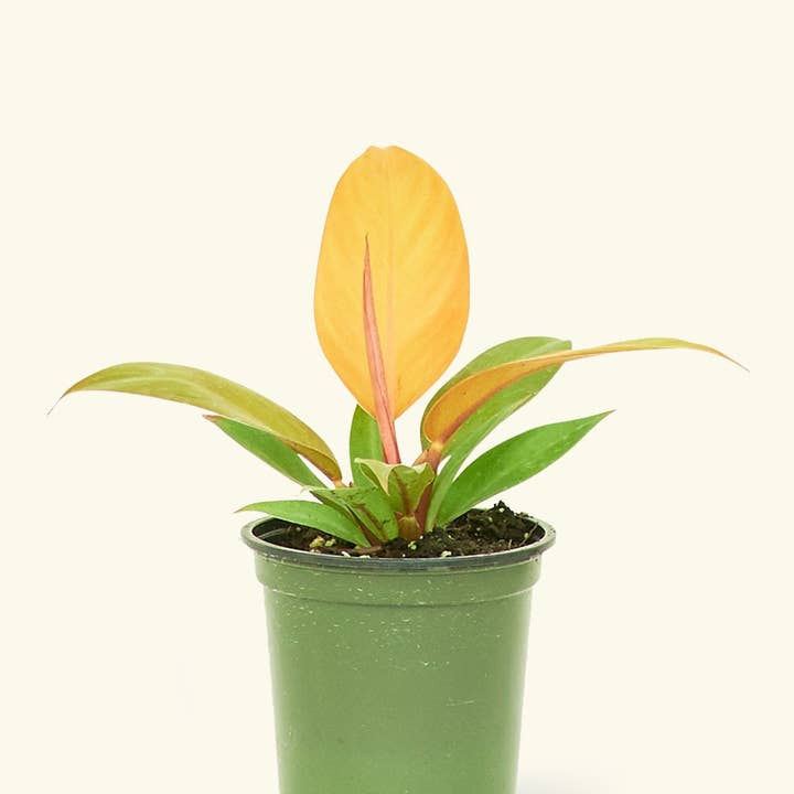 Rooted - Wholesale Live Plant - Philodendron 'Prince of Orange' (4" Pot)