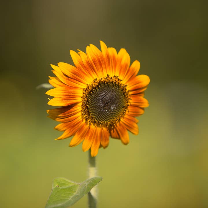 Bentley Seed Co. - Wholesale Plant Seeds - Sunflower, Autumn Beauty Seed Packets2