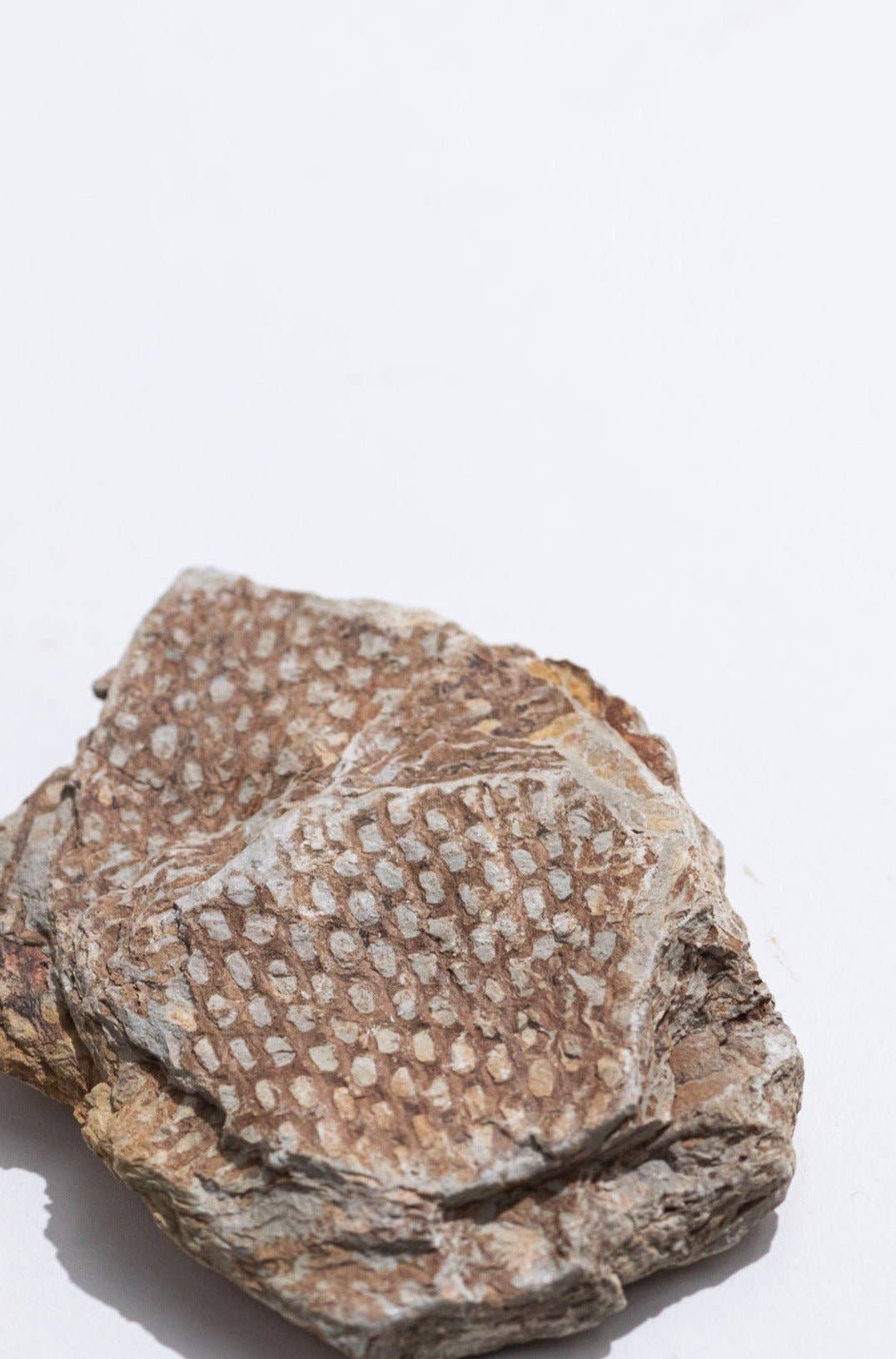 Stemcell Science Shop – wholesale Decorative tabletop object – Graptolite5