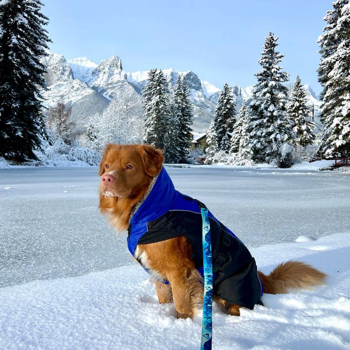 Glacier Insulated Dog Parka (Winter Coat) for wholesale by Rocky Mountain Dog
