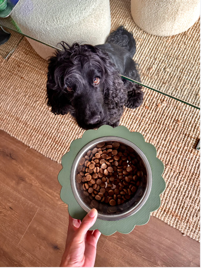 Oscar & co - Wholesale Pet Bowl - Cat/Dog - Dog bowl in the shape of a daisy7