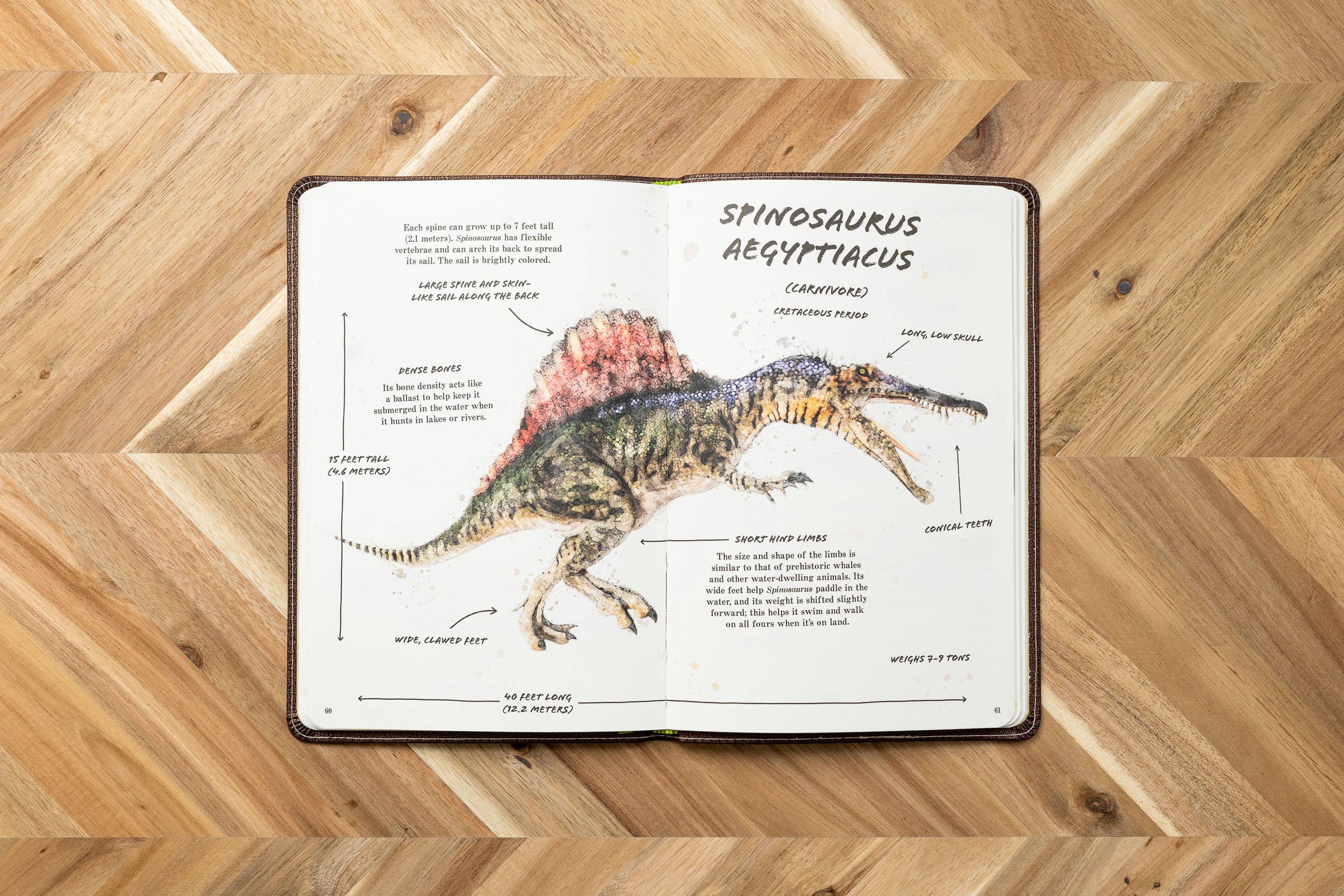 HarperCollins Focus - Wholesale Reference - Ultimate Dinosaur Field Guide Illustrated by Csotonyi5