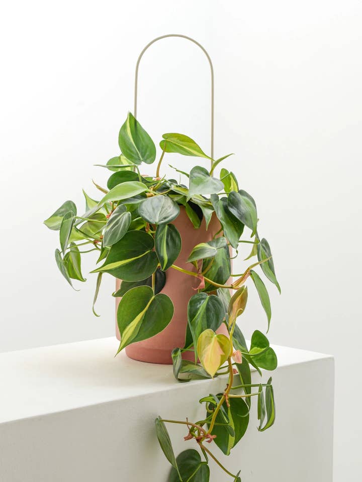 Houseplant Trellis for wholesale by Coolpebbles