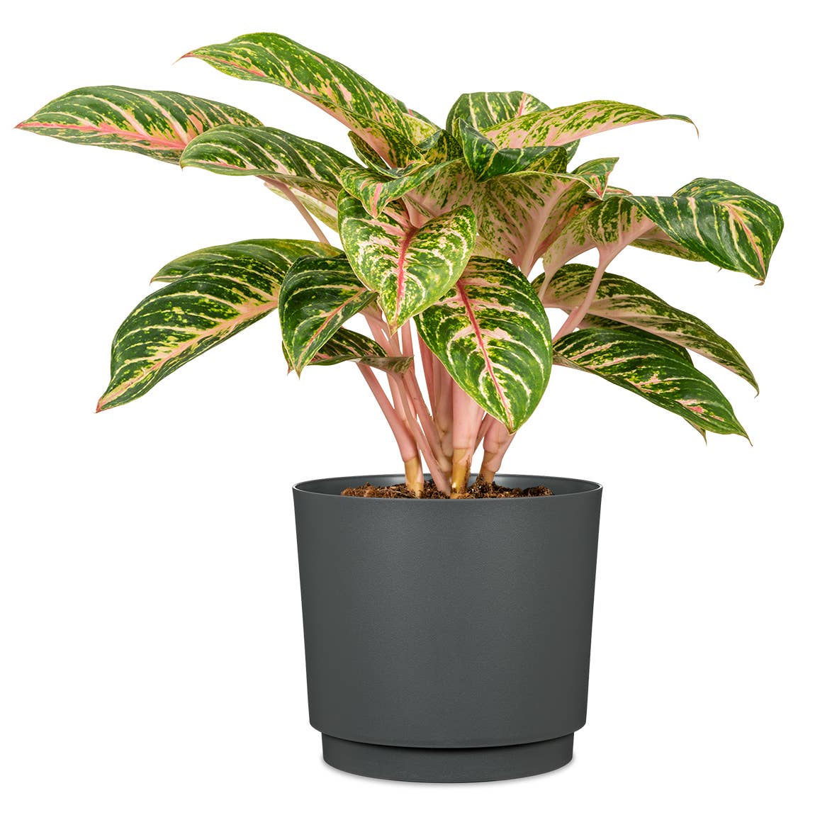 Scheurich - Wholesale Plant Pot - Flowerpot/Planter Plano 236/13 - 21 made of plastic1