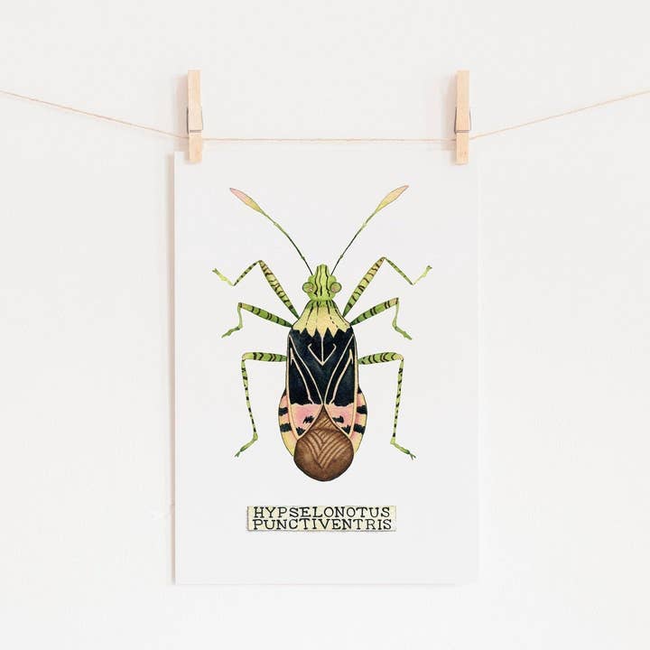 Impressão de Insetos De Pintura Aguarela De Carocha, Arte de Entomologia, Taxidermia de Insetos por atacado de Candace Fincher