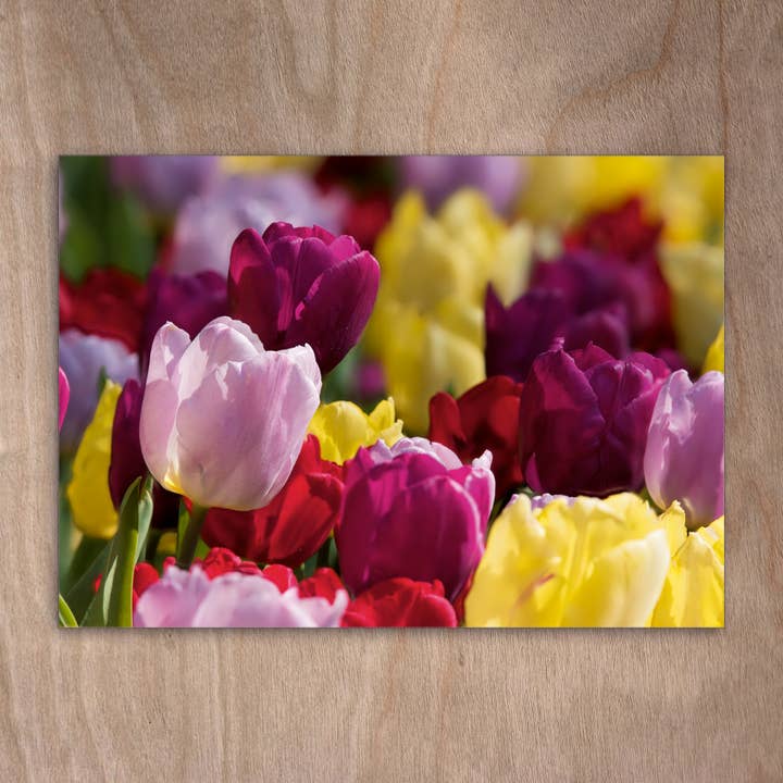 Carte postale Eye0165 Tulip Tulip Flowers Spring pour la vente par eye-comm