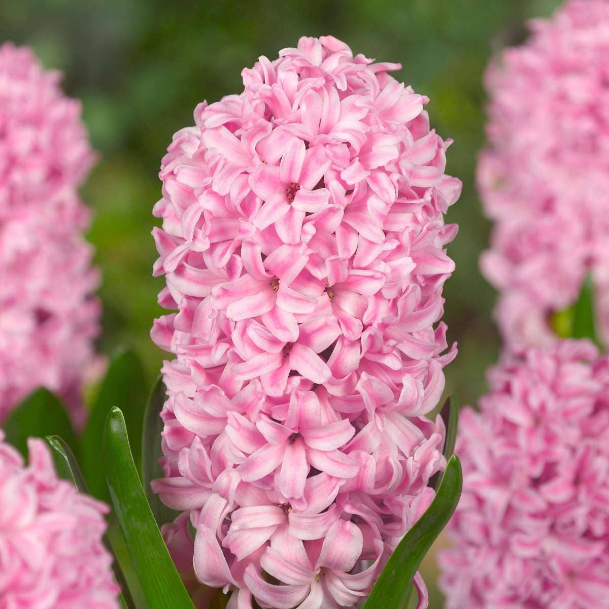 Oasis of Life - Wholesale Live Plant - Hyacinth Bulbs – 20 Flower Bulbs – Hyacinthus Mix – Multicolored – Flower Bulbs for Garden & Pot – Fragrant Spring Flowers in Pink, Purple & White – Early Bloomers 25–30cm – Planting Time Autumn5