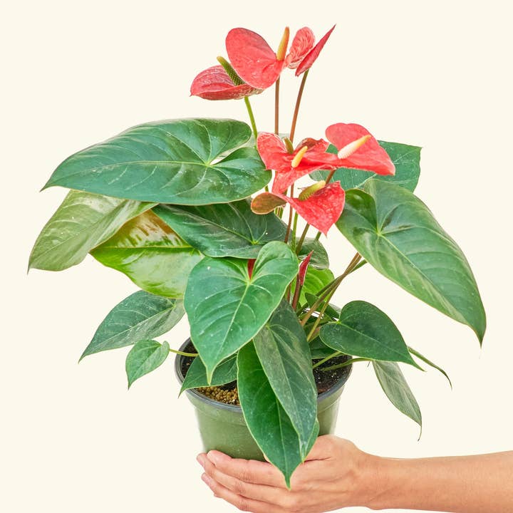 Rooted - Wholesale Live Plant - Anthurium 'Red Flamingo' (4" or 6" Pot)