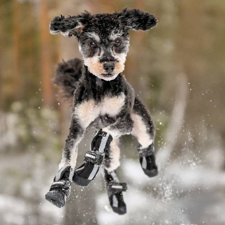 black NEW: FINNERO HALLA Softshell Dog Booties, 4 pcs/pack for wholesale on Faire17