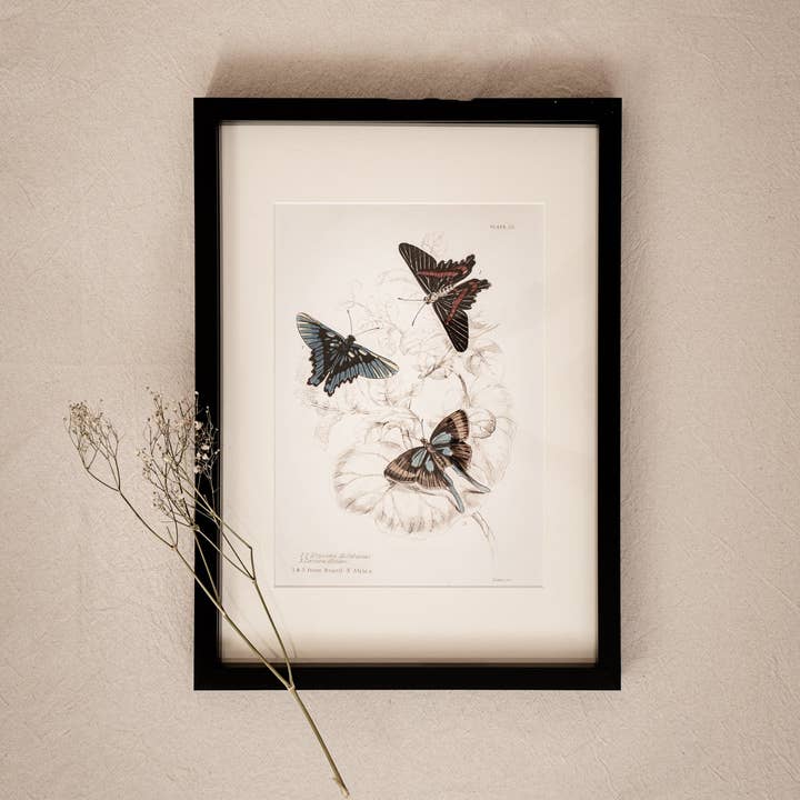Coultura - Wholesale Gallery Wall Set - Framed Set of Four Vintage Butterfly Art Prints 02 (Black Noir Frame Collection)5