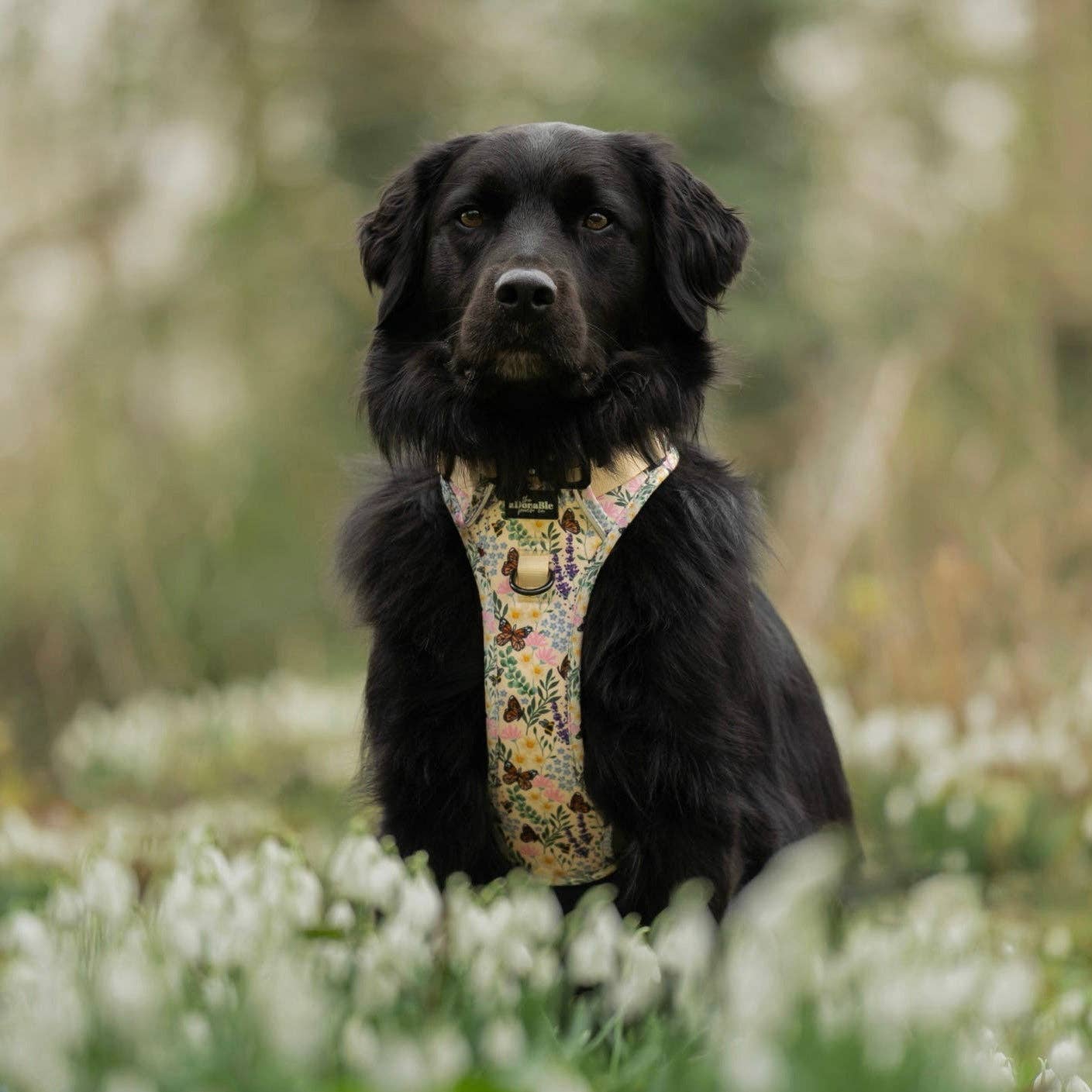 The aDoraBle Pooch Company – Arnês – Cão por atacado – Arnês Hike & Go Lite™ - Bumbles & Butterflies16