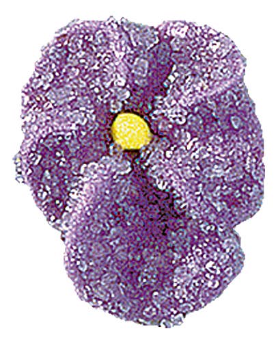 REMOVED BRAND - Wholesale Decorating Tool - Sugared Violets (100 pieces)0