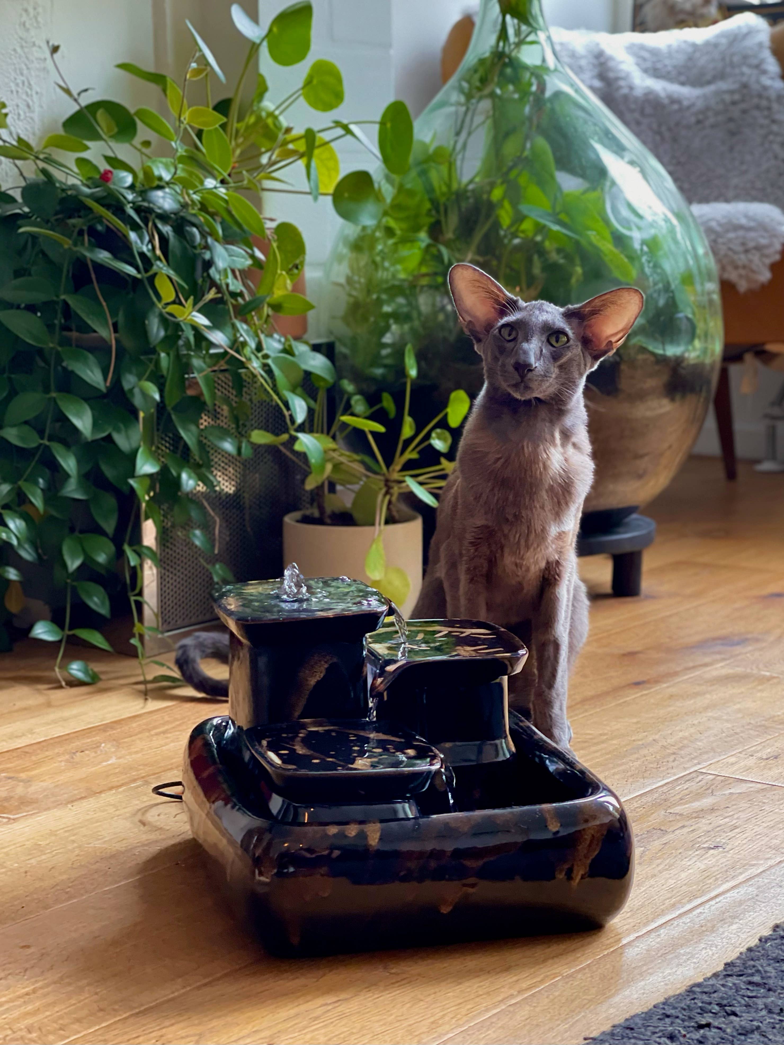 Miaustore – wholesale Pet bowl – Cat/dog – Cat fountain ceramic standard2