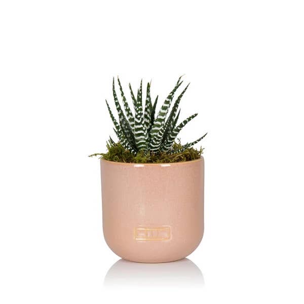 The Little Botanical - Wholesale Live Plant - Haworthia in Ceramic Pot for Indoor Décor15