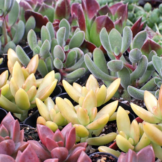 Mountain Crest Gardens - Vente Succulentes - Meilleur rapport qualité-prix : lot de 50 succulentes (10 variétés, pots de 2")4
