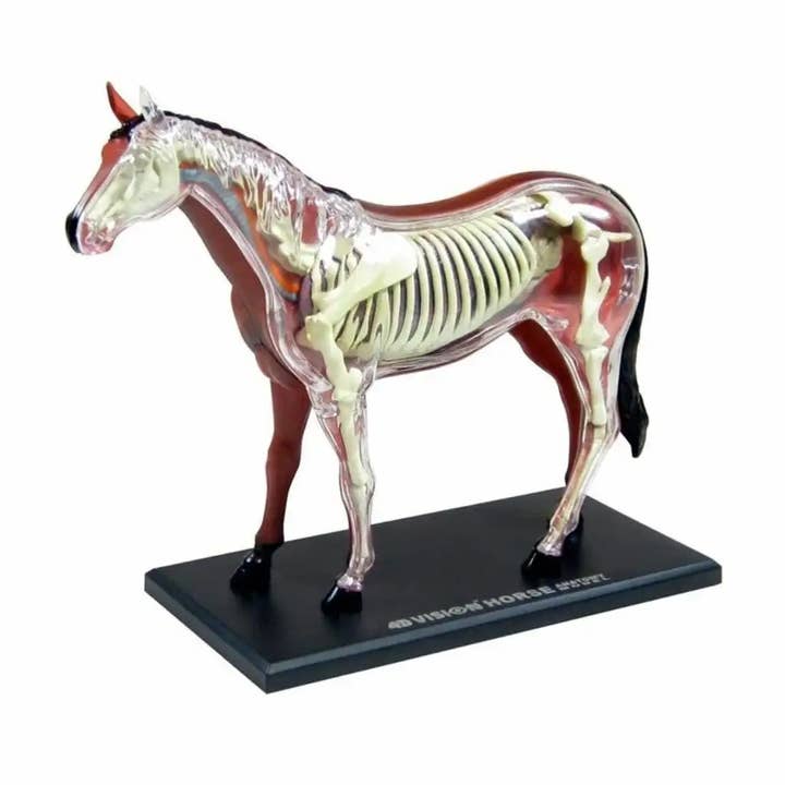 4D Horse for wholesale by TEDCO Toys