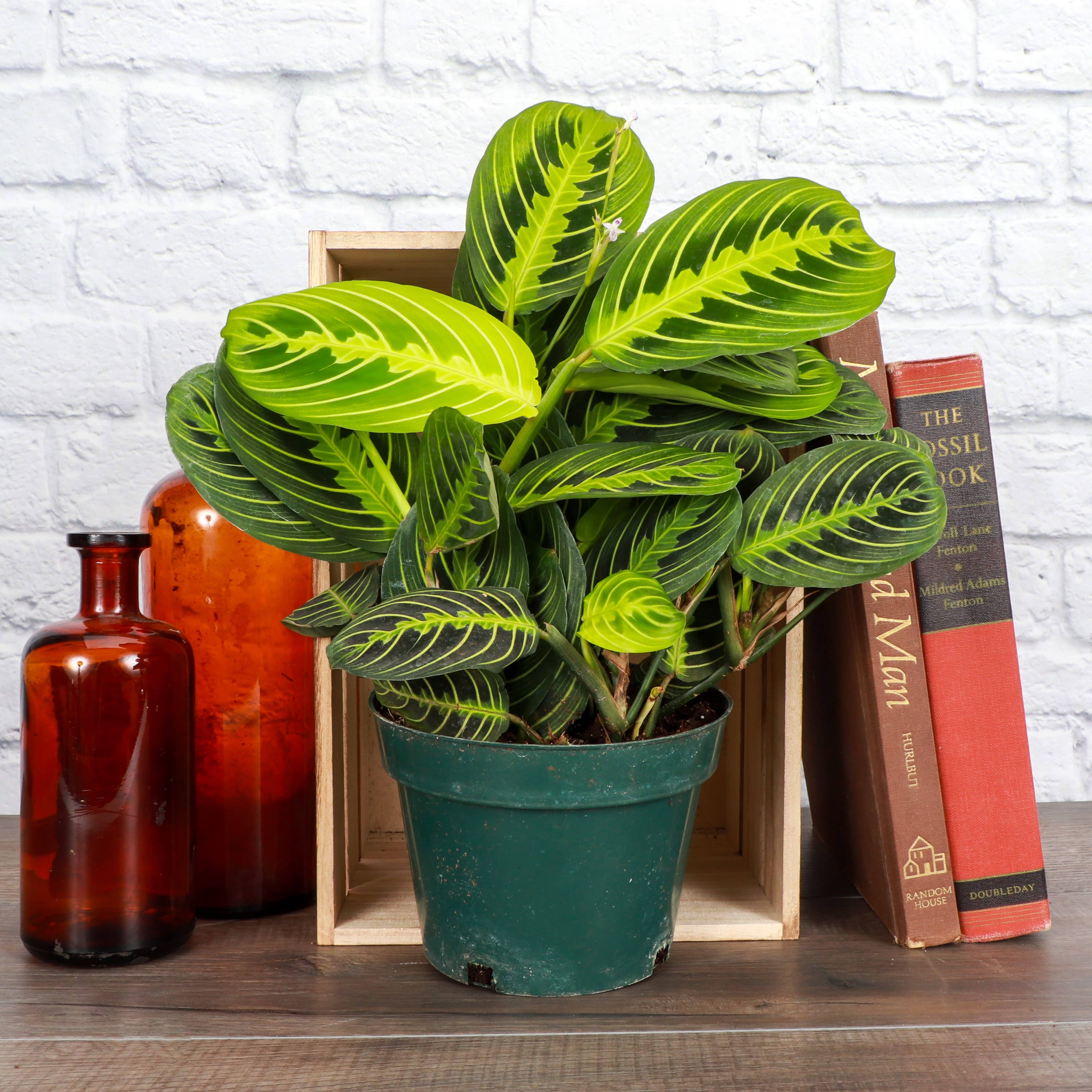 Thorsen's Greenhouse - Vente Plante - Plante de prière au citron et à la lime - Plante vivante11