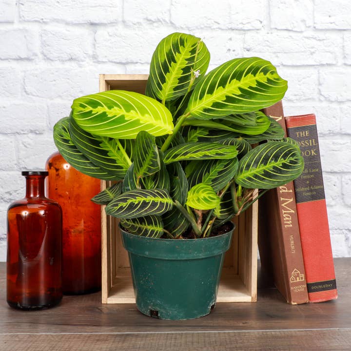 Thorsen's Greenhouse - Vente Plante - Plante de prière au citron et à la lime - Plante vivante11