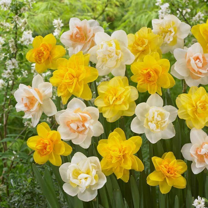 Oasis of Life - Wholesale Live Plant - Daffodil Mix – 10 Daffodil Bulbs – Narcissus Double Mix – Double Daffodils in Yellow, White & Orange – Hardy, Perennial & Easy to Care for – For Garden, Bed & Container4