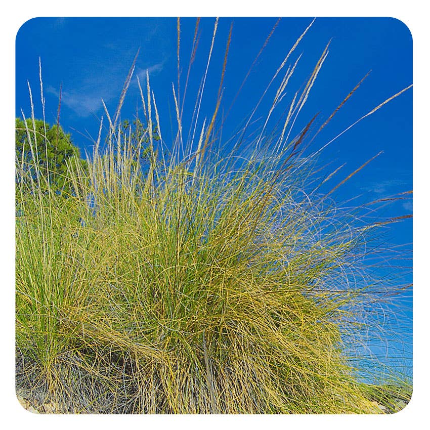 Enjoy la Vida - Wholesale Cleaning Sponge - Eco Scouring Pad | Eco-Recurer | Eco Scouring Pad | Esparto4