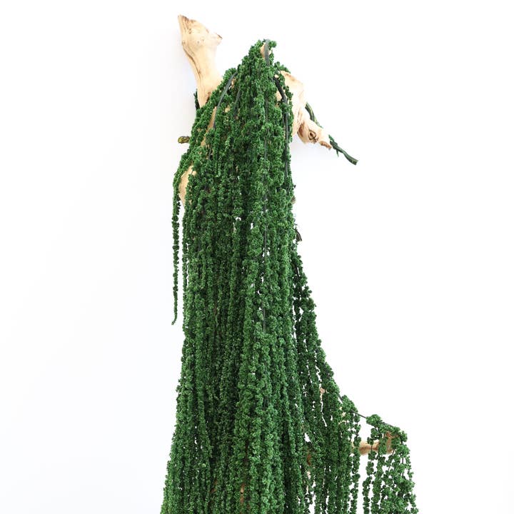 Amaranto Verde Conservado para venta al por mayor de FlowerFantaSee